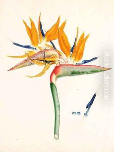 Strelitzia depicta by Franz Andreas Bauer