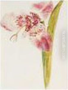 Orchid