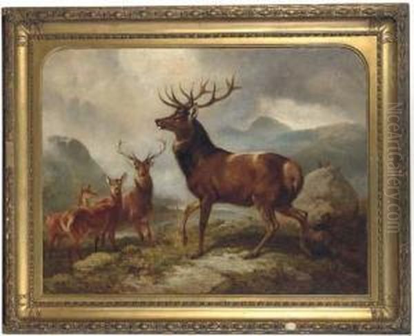 A Proud Stag - view 1