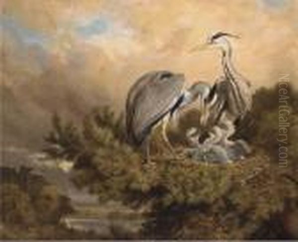 Herons Feeding Their Young - view 1
