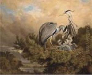 Herons Feeding Their Young by Samuel John Carter