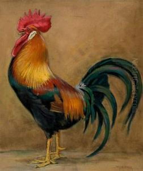 Coq De Basse-cour - view 1