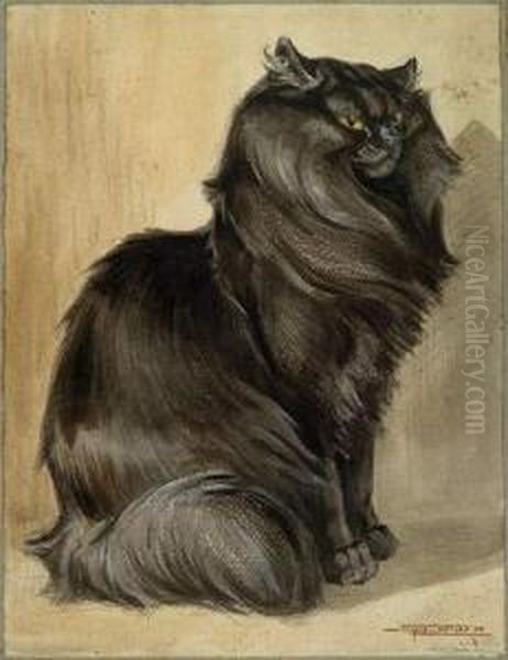 Chat Angora Noir - view 1