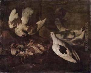 Colombi by Giovanni Agostino Cassana