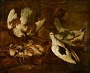 Tauben, Colombi by Giovanni Agostino Cassana