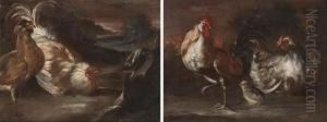 A Cockerel by Giovanni Agostino Cassana