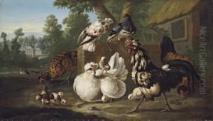 Cockerels