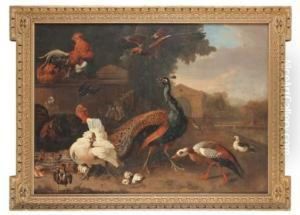Ornamental Fowl By A Pool