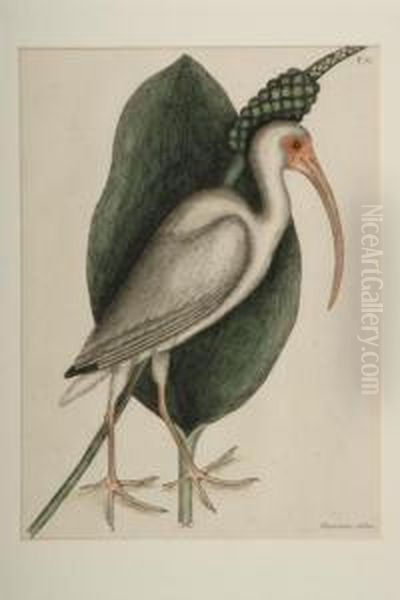 White Curlew - view 1