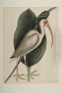 White Curlew by Mark Catesby