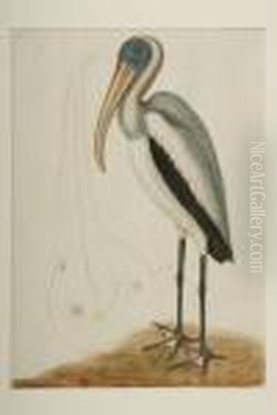 Wood Pelican - view 1