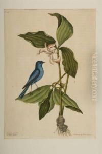 The Blue Linnett by Mark Catesby