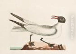 Laughing Gull. [pl. 89, Vol. I].