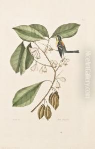 Finch Creeper (parula Warbler). [pl. 64, Vol. I].