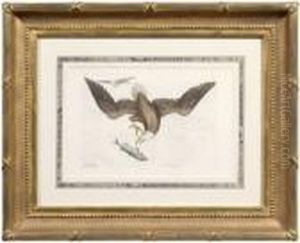 Untitled by Mark Catesby