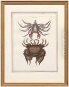 Untitled by Mark Catesby