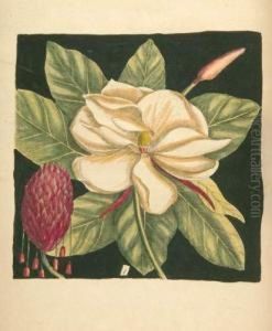 "hortus Europae Americanus: Or, A Collection Of 85 Curious Trees