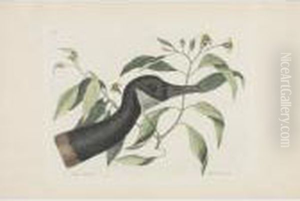Five Ornithological Subjects - view 1