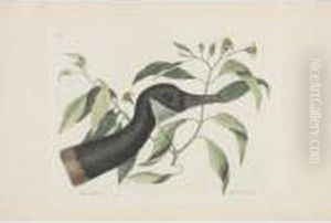 Five Ornithological Subjects by Mark Catesby