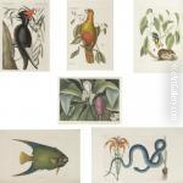 The Natural History Of Carolina,
Florida And The Bahama Islands: Containing The Figures Of Birds,
Beasts, Fishes, Serpents, Insects, And Plants ... Together With Their
Descriptions In English And French. - view 1