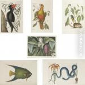 The Natural History Of Carolina,
Florida And The Bahama Islands: Containing The Figures Of Birds,
Beasts, Fishes, Serpents, Insects, And Plants ... Together With Their
Descriptions In English And French. by Mark Catesby