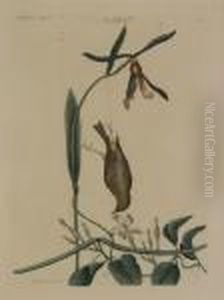 The Snow Bird by Mark Catesby