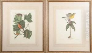 The Tulip Tree And The Baltimore
Bird, Oenanthe Americana, Willow Oak And Largest White Bill'd
Woodpecker, Live Oak And The Large Red Crested Woodpecker, Coco Plum And
The White Crown Pigeon, And Two Others. Color Lithographs by Mark Catesby
