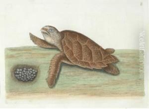 The Natural History Of Carolina, Florida And The Bahama Islands by Mark Catesby