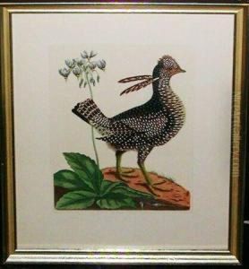 [birds] by Mark Catesby