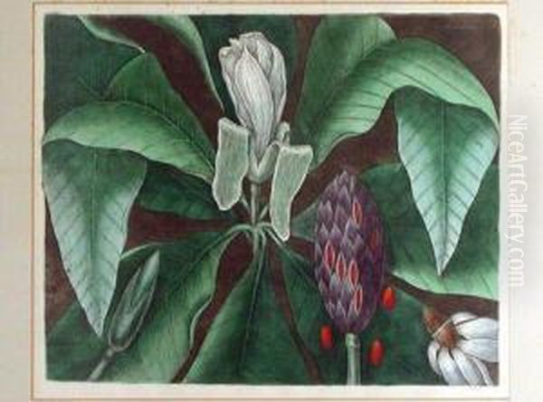 The Umbrella Tree - view 1