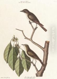 The Little Brown Flycatcher, The Red Eyed Flycatcher