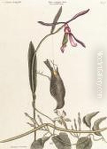The Yellow-rump, Helleborine Lily Folio - view 1