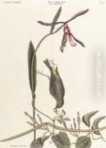 The Yellow-rump, Helleborine Lily Folio by Mark Catesby