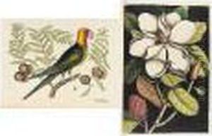 A Fine Copy. "catesby's Natural 
History Is The Most Famous Colourplate Book Of American Plant And Animal
 Life... A Fundamental And Original Work For The Study Of American 
Species" (hunt 486, On The First Edition). by Mark Catesby
