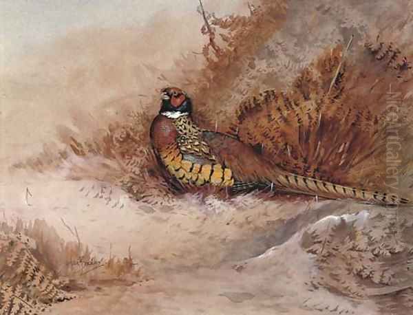 Pheasant in bracken - view 1
