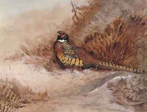 Pheasant in bracken