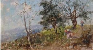 La Raccolta Delle Olive