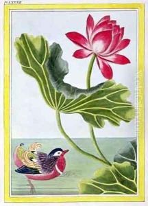 Chinese Red Water Lily, Volume I by Pierre-Joseph Buchoz