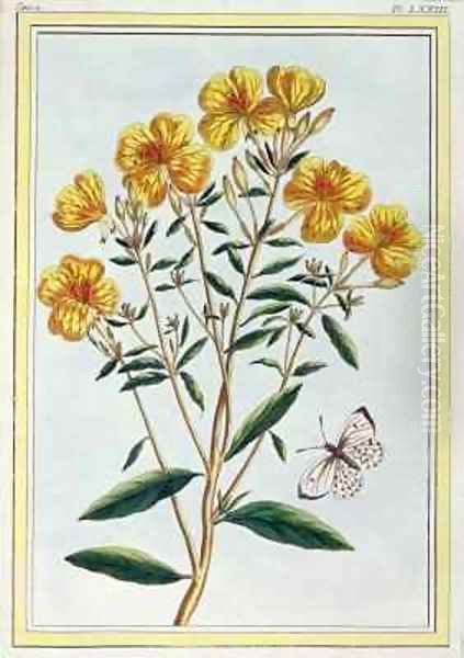 Evening Primrose - view 1
