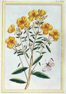 Evening Primrose