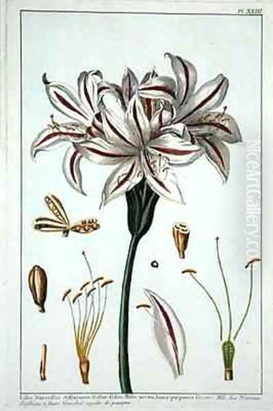 Lilio Narciffus Affricanus - view 1