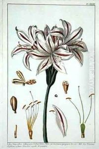 Lilio Narciffus Affricanus by Pierre-Joseph Buchoz