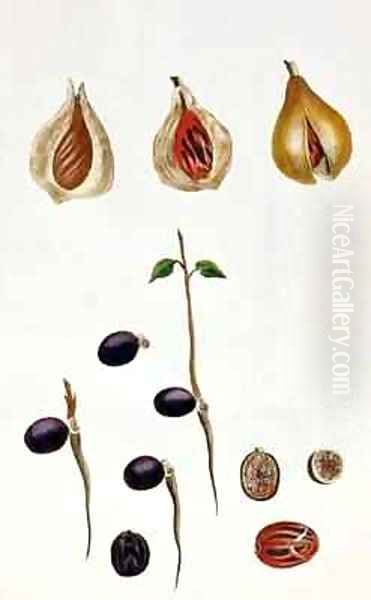 Nutmeg - view 1