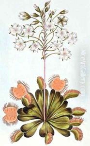 Venus Fly-trap by Pierre-Joseph Buchoz