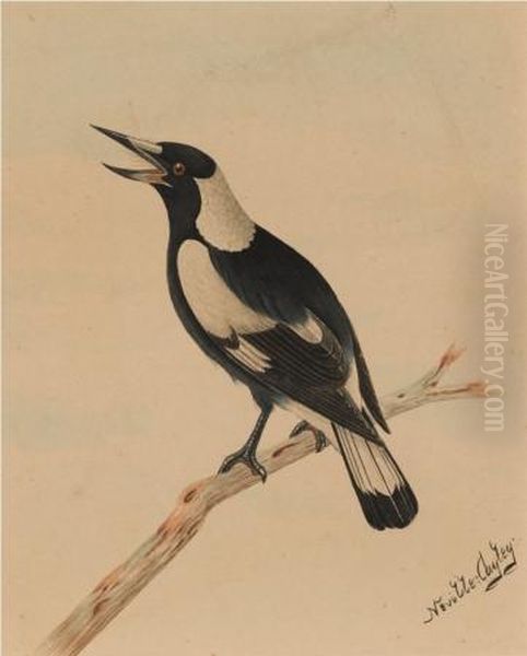 Magpie - view 1