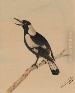 Magpie by Neville, Will. Cayley Jnr.