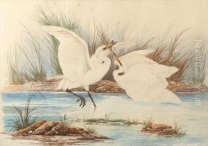Herons