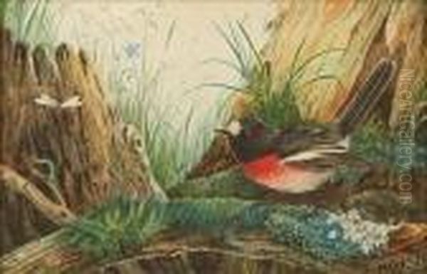 Storm Petrels; Scarlet Robin - view 1
