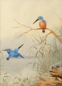 Kingfishers by Neville, Will. Cayley Jnr.