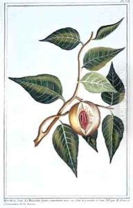 Nutmeg, plate 7